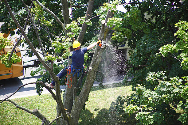 Best Tree Disease Treatment  in Winter Park, FL