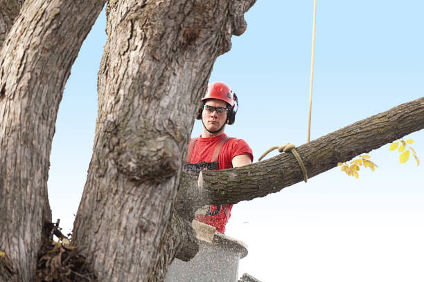 How Our Tree Care Process Works  in  Winter Park, FL